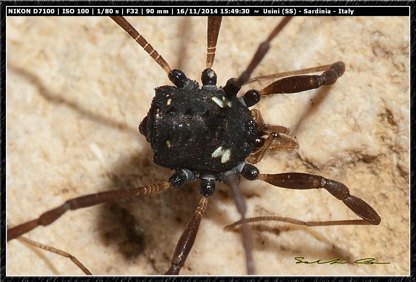 Histricostoma argenteolunulatum (Canestrini 1875) Nemastomatidae